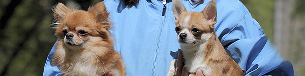 чихуахуа длинношерстный и гладкошерстный кобели для вязки чихуахуа длинношерстный и гладкошерстный кобели для вязки