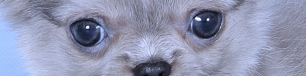 чихуахуа купить щенка питомники в москве чихуахуа купить щенка питомники в москве